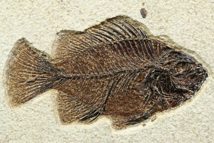 Detailed Fossil Fish (Cockerellites) - Wyoming #356736